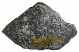 Fossil Seed Fern (Alethopteris) Plate - Pennsylvania #326301-1